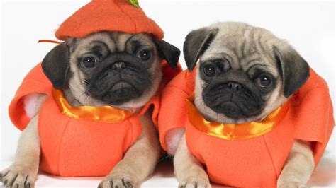 pug halloween costumes|pug dog dressed in bengals outfit.